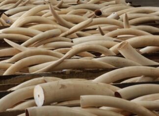 L’ANCE s’engage dans le renforcement de l’intégrité climatique en Afrique de l’Ouest