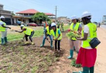 Echos des THIMO/ Semaine 5 : Début de l’aménagement des espaces verts