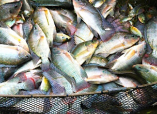Togo : une filière halieutique développée et des producteurs heureux
