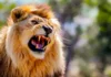 Chimérique lion de Klobatème : les clarifications du gouvernement