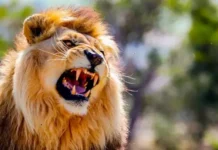 Chimérique lion de Klobatème : les clarifications du gouvernement