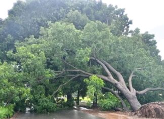 Chute d’un arbre sur le boulevard Eyadéma, mobilisation de plusieurs services