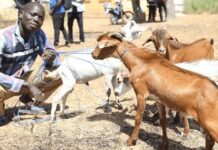 Togo : de la santé animale à l’aquaculture, l’État renforce son soutien